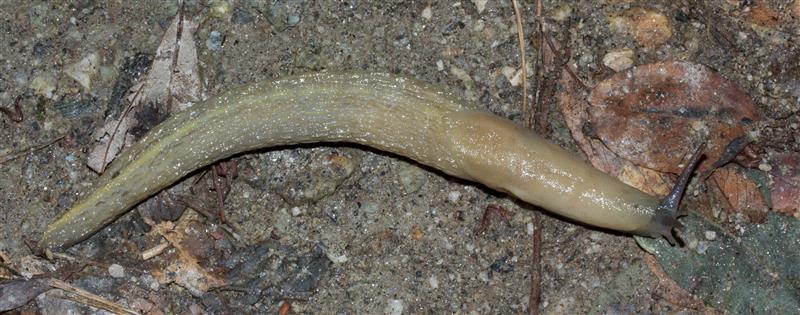 Limax cf strobeli - o L. di testa blu da Pian di Spagna (CO)